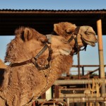 Boulia Camel Races 2