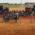 Camel Tagging at Boulia Camel Races