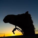 BOULIA CAMEL RACES 2023 - SUNDAY 16.07.2023 - Matt Williams - WEB RES-1006