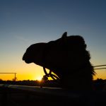 BOULIA CAMEL RACES 2023 - SUNDAY 16.07.2023 - Matt Williams - WEB RES-1007