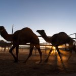 BOULIA CAMEL RACES 2025 - SATURDAY 19.07.2025 - Matt Williams - WEB RES-1010