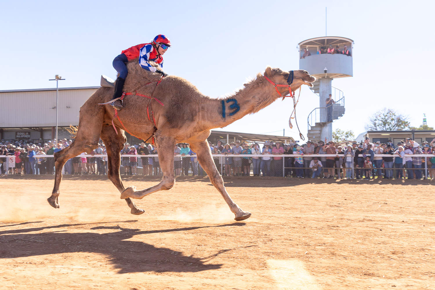BOULIA CAMEL RACES 2025 - SATURDAY 19.07.2025 - Matt Williams - WEB RES-1312