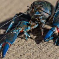 yabby